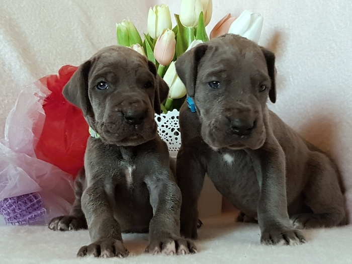 Litter Q - 3 weeks